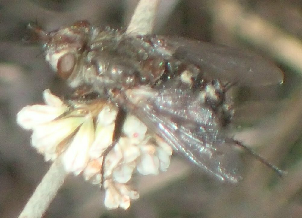 High Resolution Tachinidae(Fa) sp005 Animal